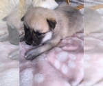 Small Photo #10 Pomsky Puppy For Sale in LOVELAND, CO, USA