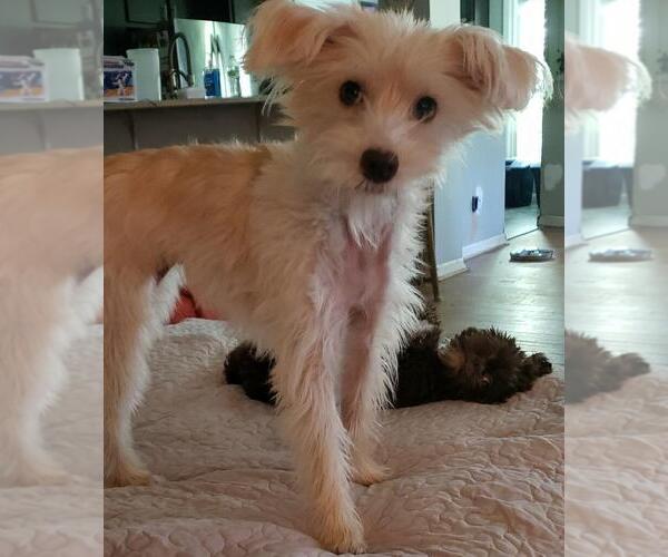 Medium Photo #6 Mutt Puppy For Sale in Cary, NC, USA