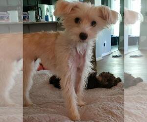 Poppy - Female Mutt Dog for Adoption - Photo #6