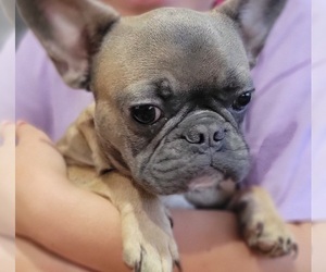 French Bulldog Dog for Adoption in MIAMI BEACH, Florida USA