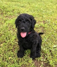 Goldendoodle Puppy for sale in SMOCK, PA, USA