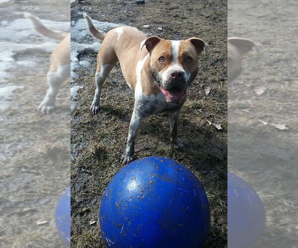 Medium Photo #3 Bulldog-Unknown Mix Puppy For Sale in Elmsford, NY, USA