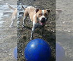 Small #2 Bulldog Mix