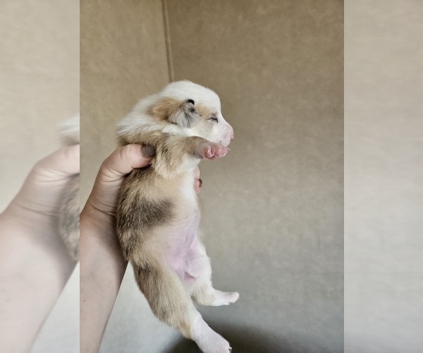 Medium Photo #11 American Corgi Puppy For Sale in NOWATA, OK, USA