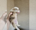 Small Photo #11 American Corgi Puppy For Sale in NOWATA, OK, USA
