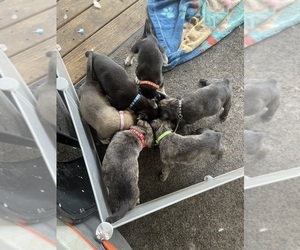 American Pit Bull Terrier-German Shepherd Dog Mix Puppy for sale in NASHVILLE, TN, USA