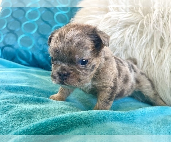 Medium Photo #7 English Bulldog Puppy For Sale in SAN FRANCISCO, CA, USA