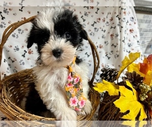 Yorkshire Terrier Puppy for sale in JONESTOWN, TX, USA