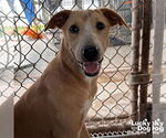 Small #1 Black Mouth Cur-Retriever  Mix