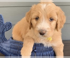 Goldendoodle-Poodle (Standard) Mix Puppy for sale in FLAT ROCK, NC, USA