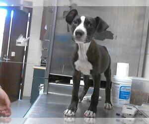 American Pit Bull Terrier Dogs for adoption in Fayetteville, NC, USA