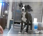 Small American Pit Bull Terrier