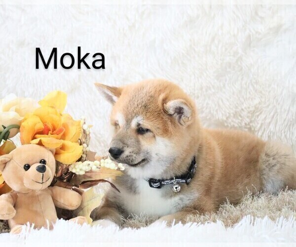 Medium Photo #6 Shiba Inu Puppy For Sale in LOYAL, WI, USA
