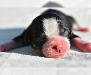 Auss-Tzu Puppy for sale in PALM COAST, FL, USA