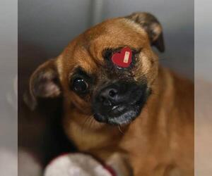 Chihuahua-Unknown Mix Dogs for adoption in San Antonio, TX, USA