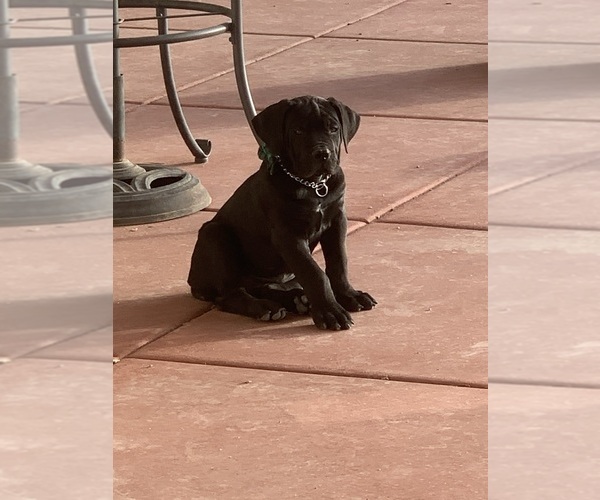 Medium Photo #63 Boerboel Puppy For Sale in LAS CRUCES, NM, USA