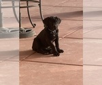 Small Photo #63 Boerboel Puppy For Sale in LAS CRUCES, NM, USA