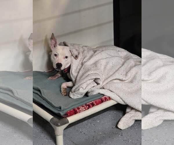 Medium Photo #3 Mutt Puppy For Sale in Woodsfield, OH, USA