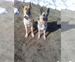 Small Photo #2 German Shepherd Dog Puppy For Sale in MONUMENT, CO, USA