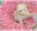 Small #3 F2 Aussiedoodle
