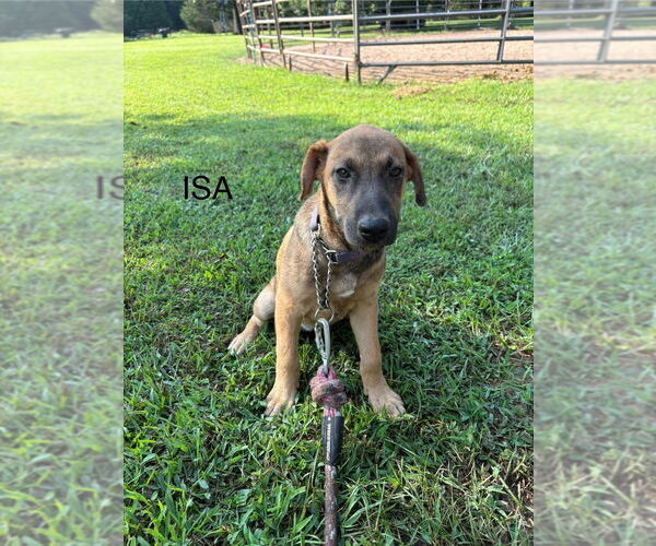 Medium Photo #3 Mutt Puppy For Sale in FRAMINGHAM, MA, USA