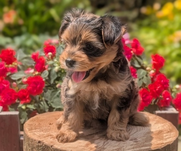 Medium Photo #14 Yorkipoo Puppy For Sale in GOSHEN, IN, USA