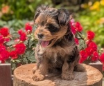 Small Photo #14 Yorkipoo Puppy For Sale in GOSHEN, IN, USA