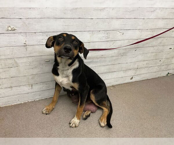 Medium Photo #1 German Shepherd Dog-Unknown Mix Puppy For Sale in San Bernardino, CA, USA