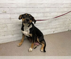 German Shepherd Dog-Unknown Mix Dogs for adoption in San Bernardino, CA, USA