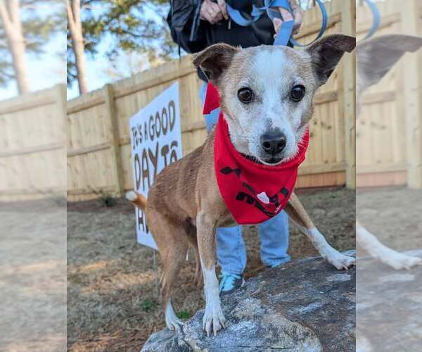 Medium Photo #7 Jack Russell Terrier-Unknown Mix Puppy For Sale in Kennesaw, GA, USA