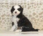 Small #2 Miniature Bernedoodle