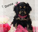 Puppy Donna Cocker Spaniel