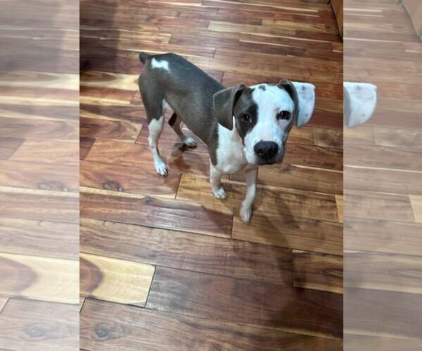 Medium Photo #2 American Staffordshire Terrier-Unknown Mix Puppy For Sale in Marine City, MI, USA