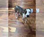 Small #1 American Staffordshire Terrier Mix