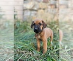 Small Photo #1 Rhodesian Ridgeback Puppy For Sale in PRINCETON, ID, USA