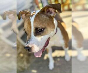 American Pit Bull Terrier Dogs for adoption in Louisville, KY, USA