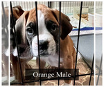 Small Photo #19 Boxer Puppy For Sale in CITRUS HEIGHTS, CA, USA