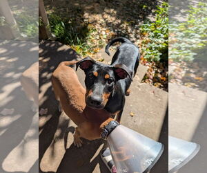 Mutt Dogs for adoption in Overland Park, KS, USA