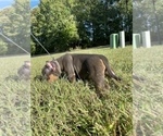 Small Photo #4 American Bully Puppy For Sale in CALLAWAY, MD, USA