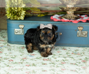 Yorkshire Terrier Puppy for sale in NAPPANEE, IN, USA