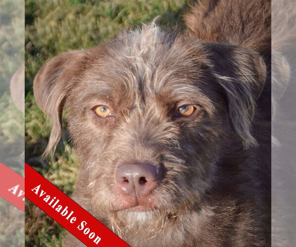 Medium Photo #1 Mutt Puppy For Sale in Huntley, IL, USA