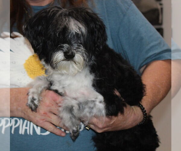 Medium Photo #3 Shih Tzu-Unknown Mix Puppy For Sale in Elmsford, NY, USA