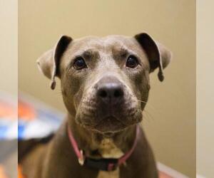 American Staffordshire Terrier-Unknown Mix Dogs for adoption in San Antonio, TX, USA