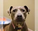 Small American Staffordshire Terrier Mix