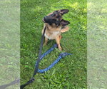 Small #1 German Shepherd Dog