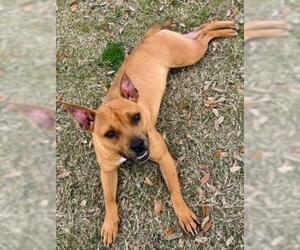 Black Mouth Cur-Unknown Mix Dogs for adoption in Texas City, TX, USA