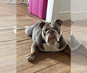 English Bulldog Puppy for sale in WINCHESTR CTR, CT, USA