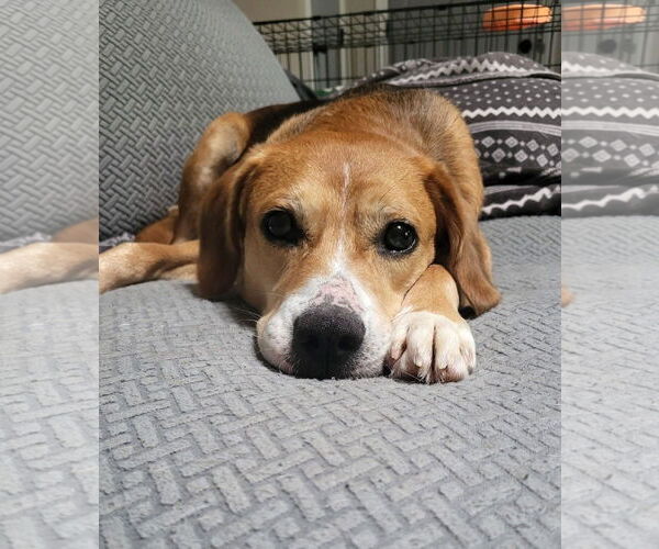 Medium Photo #13 Beagle-Unknown Mix Puppy For Sale in Germantown, OH, USA