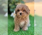 Small #10 Maltipoo