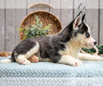 Small #2 Siberian Husky